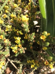 Aspalathus juniperina