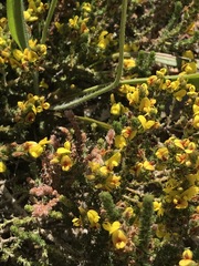 Aspalathus juniperina