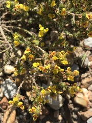 Aspalathus juniperina