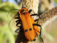 Chauliognathus togatus