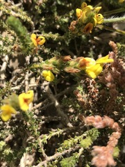 Aspalathus juniperina