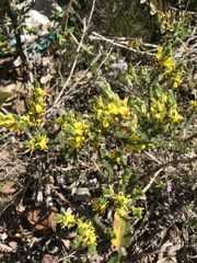 Aspalathus juniperina