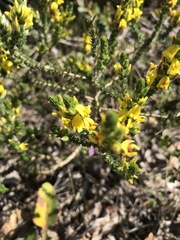 Aspalathus juniperina