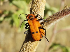 Chauliognathus togatus