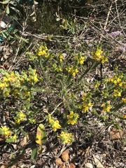 Aspalathus juniperina