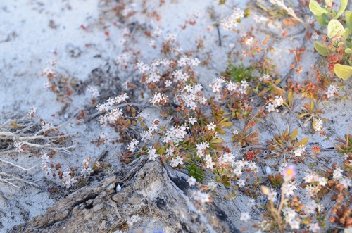 Pharnaceum cordifolium (Pharnaceum cordifolium)