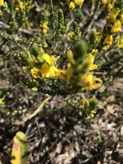 Aspalathus juniperina