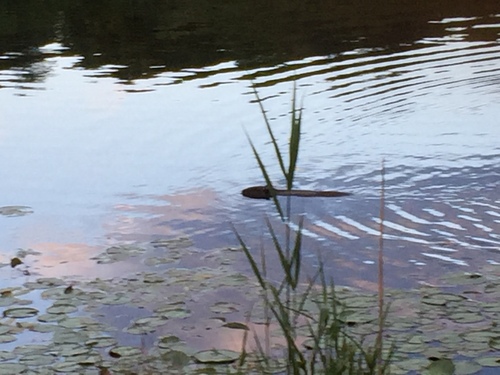 American Beaver photographed in Connecticut