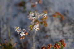 Pharnaceum cordifolium