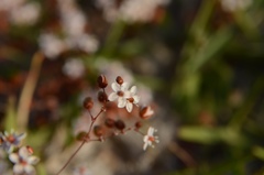 Pharnaceum cordifolium