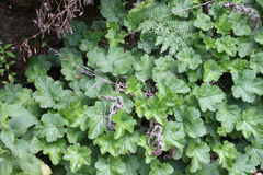 Heuchera maxima