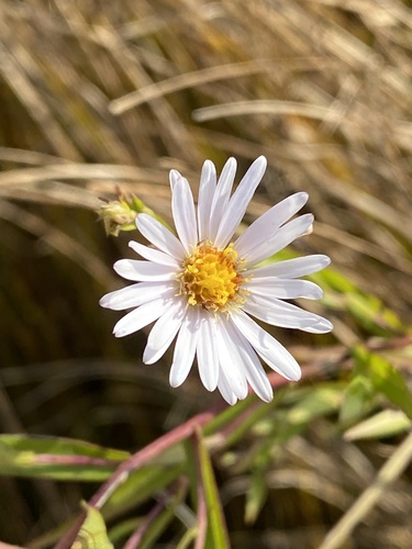 Photograph of Bushy asters