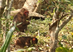 Macaca arctoides
