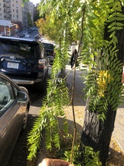 Gleditsia triacanthos