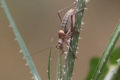 Ephippiger terrestris terrestris