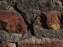 Hemidactylus flaviviridis