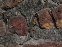 Hemidactylus flaviviridis