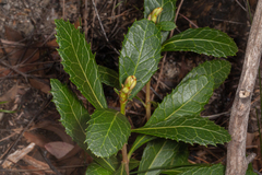 Telopea aspera