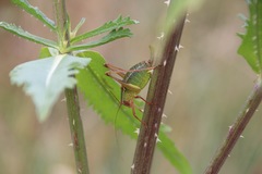 Barbitistes fischeri