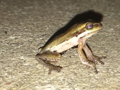 Litoria fallax