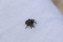 Mogulones geographicus