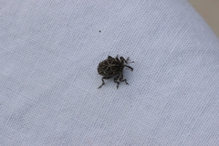 Mogulones geographicus