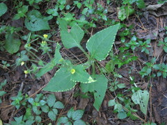 Sigesbeckia jorullensis