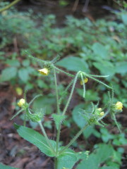 Sigesbeckia jorullensis
