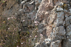 Asperula tenella