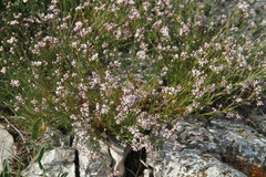 Asperula tenella
