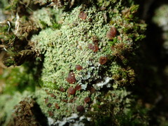 Bacidia rubella