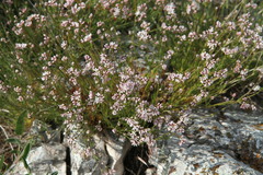 Asperula tenella