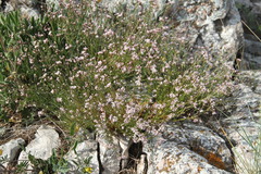 Asperula tenella