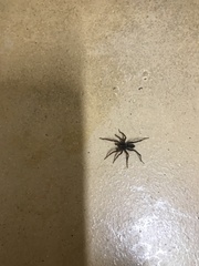Varacosa