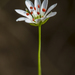Stellaria longipes - Photo (c) Four Corners School of Outdoor Education,  זכויות יוצרים חלקיות (CC BY-ND)