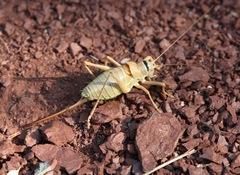 Ephippiger terrestris