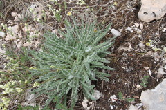 Leontodon biscutellifolius