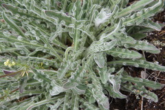 Leontodon biscutellifolius