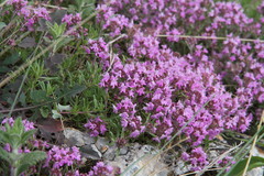 Thymus callieri