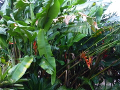 Heliconia bihai