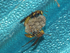 Polistes myersi