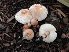Lepiota lilacea