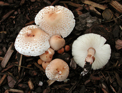 Lepiota lilacea