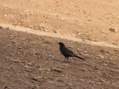 Turdus merula mauritanicus
