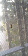 Syrphinae
