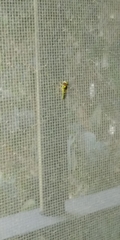 Syrphinae