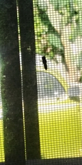 Syrphinae