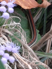 Thamnophis proximus