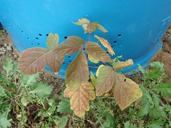 Acer negundo violaceum