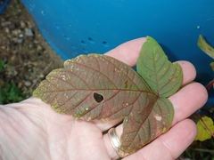 Acer negundo violaceum